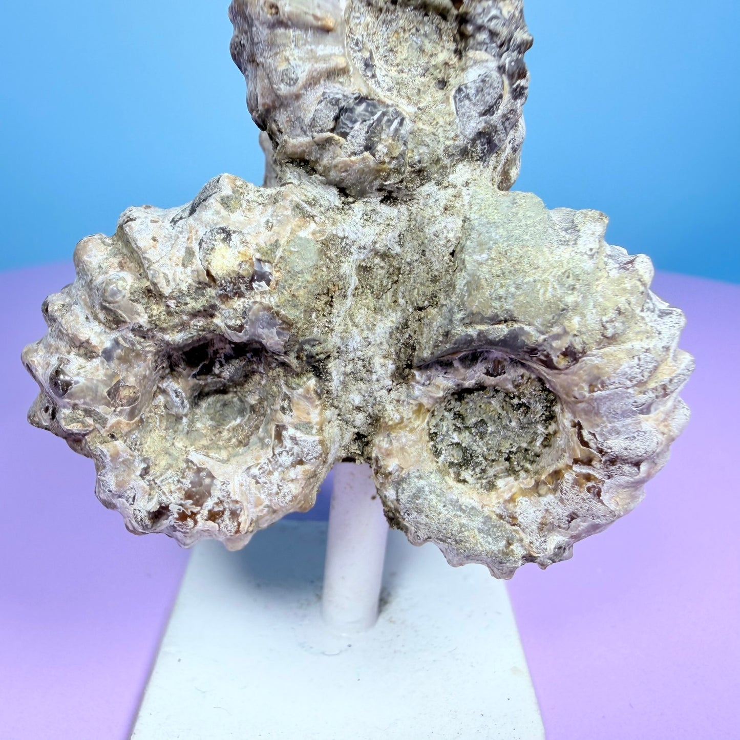 Ammonite Fossil Cluster Sculpture on Stand