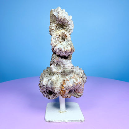 Ammonite Fossil Cluster Sculpture on Stand