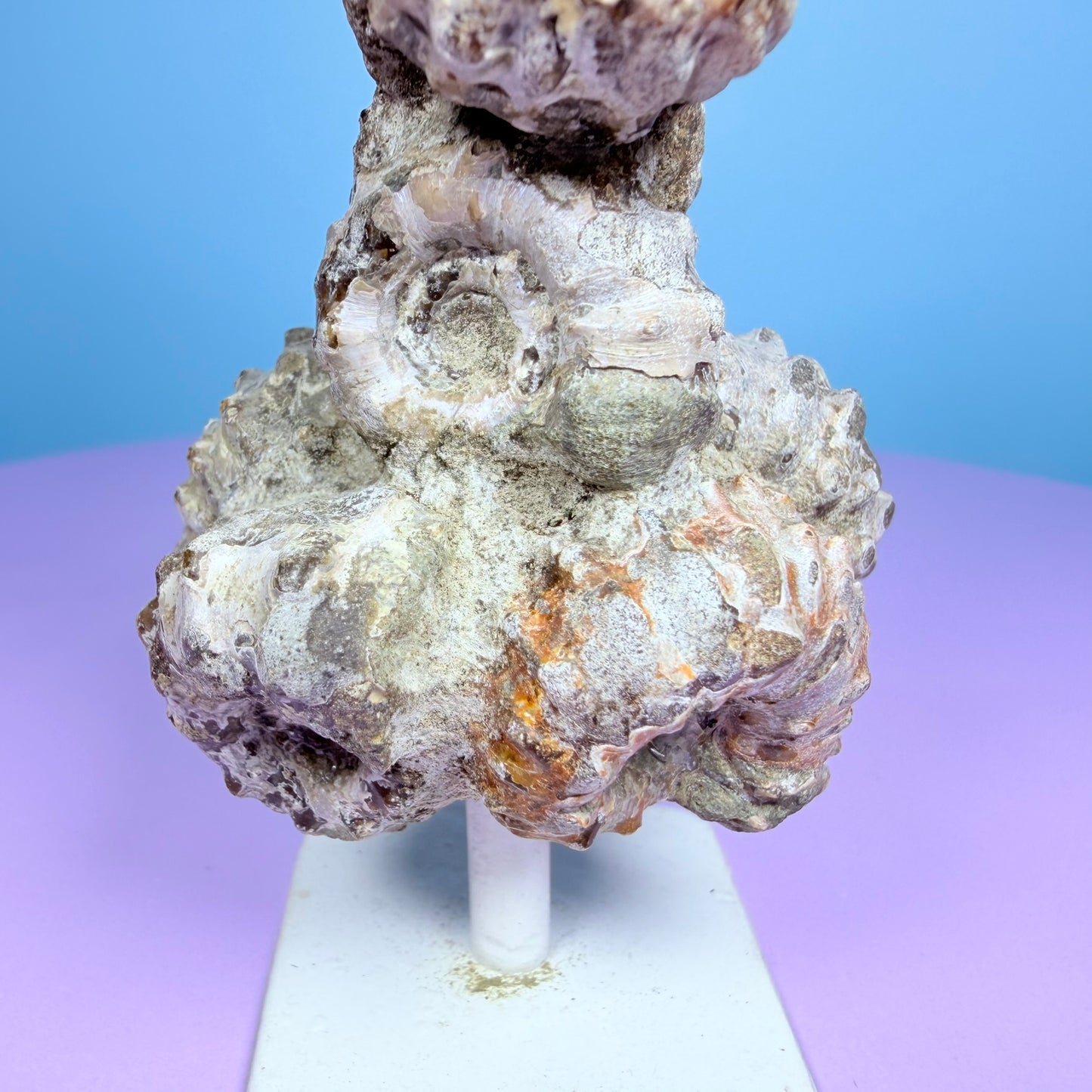 Ammonite Fossil Cluster Sculpture on Stand