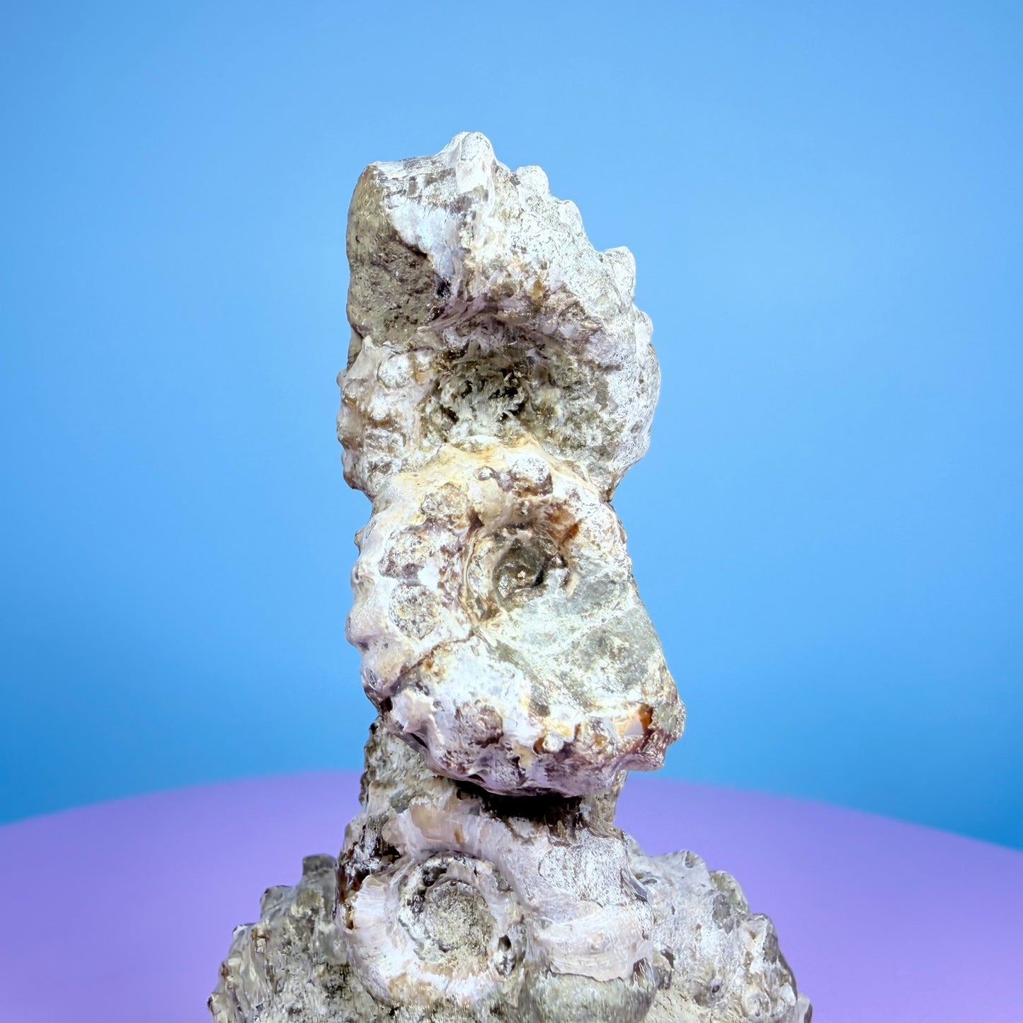 Ammonite Fossil Cluster Sculpture on Stand