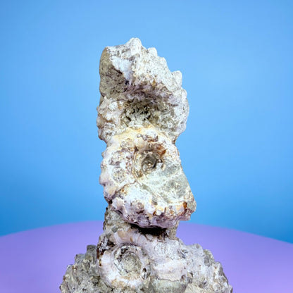 Ammonite Fossil Cluster Sculpture on Stand