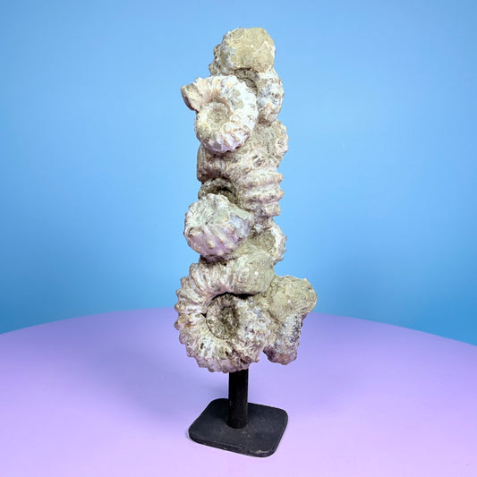 Ammonite Fossil Cluster Sculpture on Stand