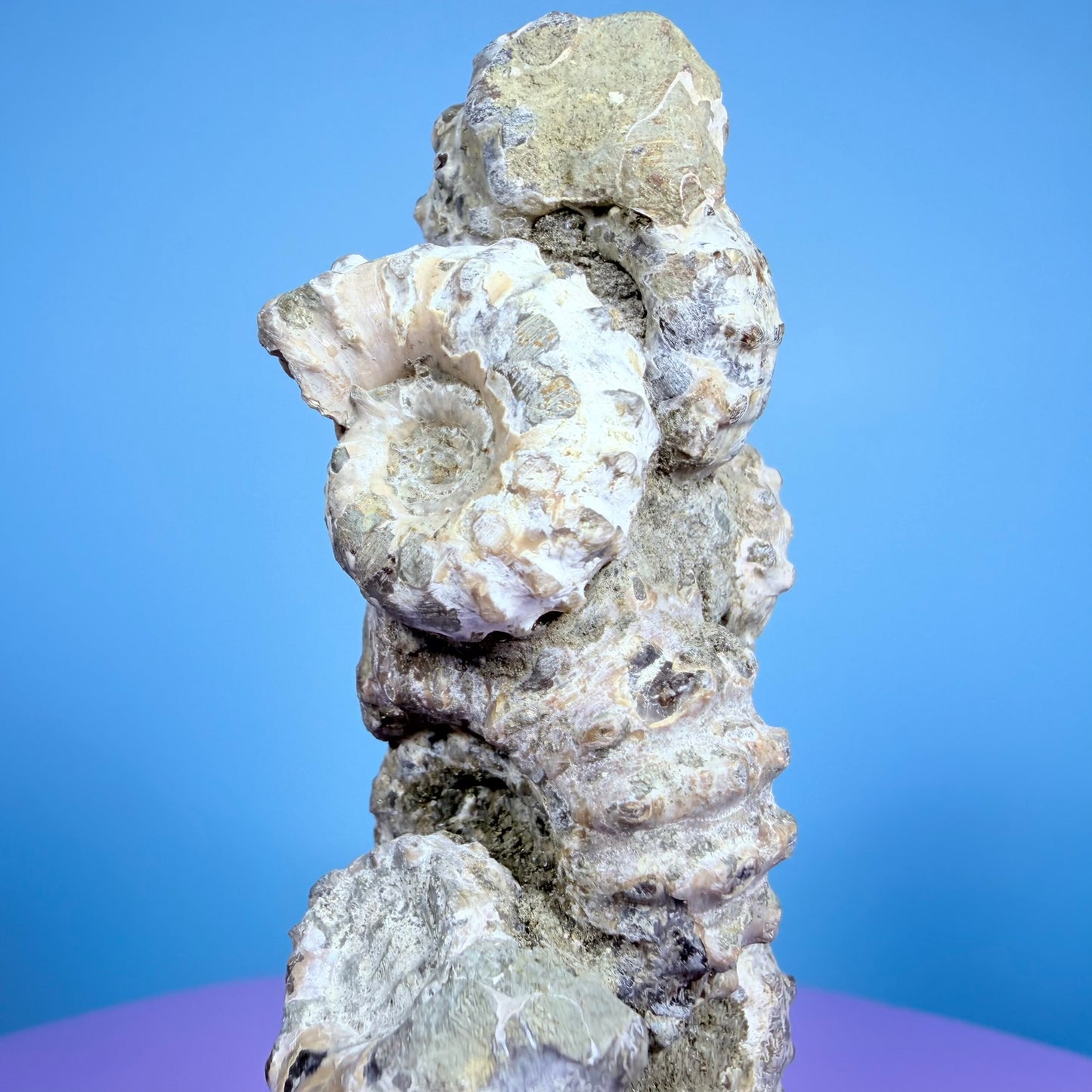 Ammonite Fossil Cluster Sculpture on Stand