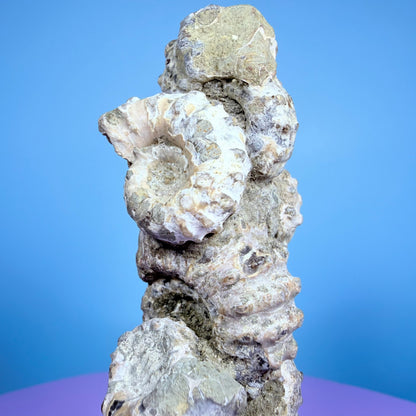Ammonite Fossil Cluster Sculpture on Stand
