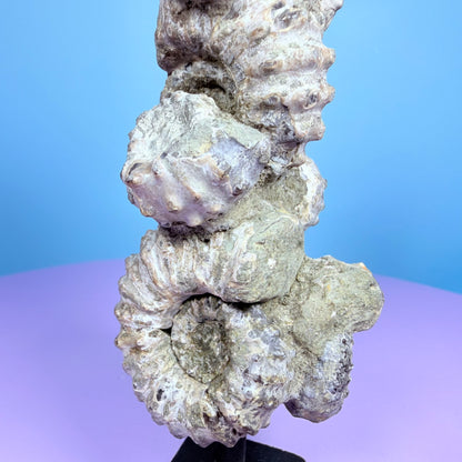 Ammonite Fossil Cluster Sculpture on Stand