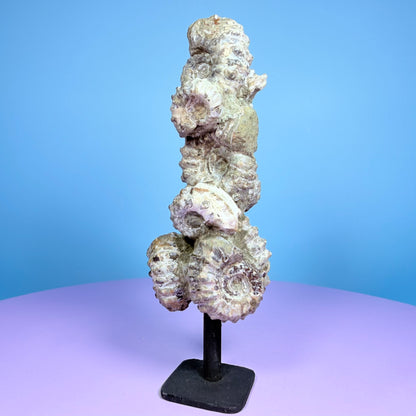 Ammonite Fossil Cluster Sculpture on Stand