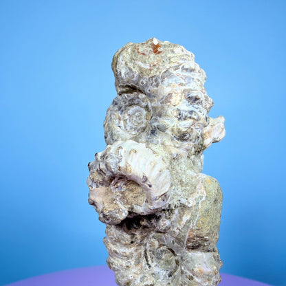 Ammonite Fossil Cluster Sculpture on Stand