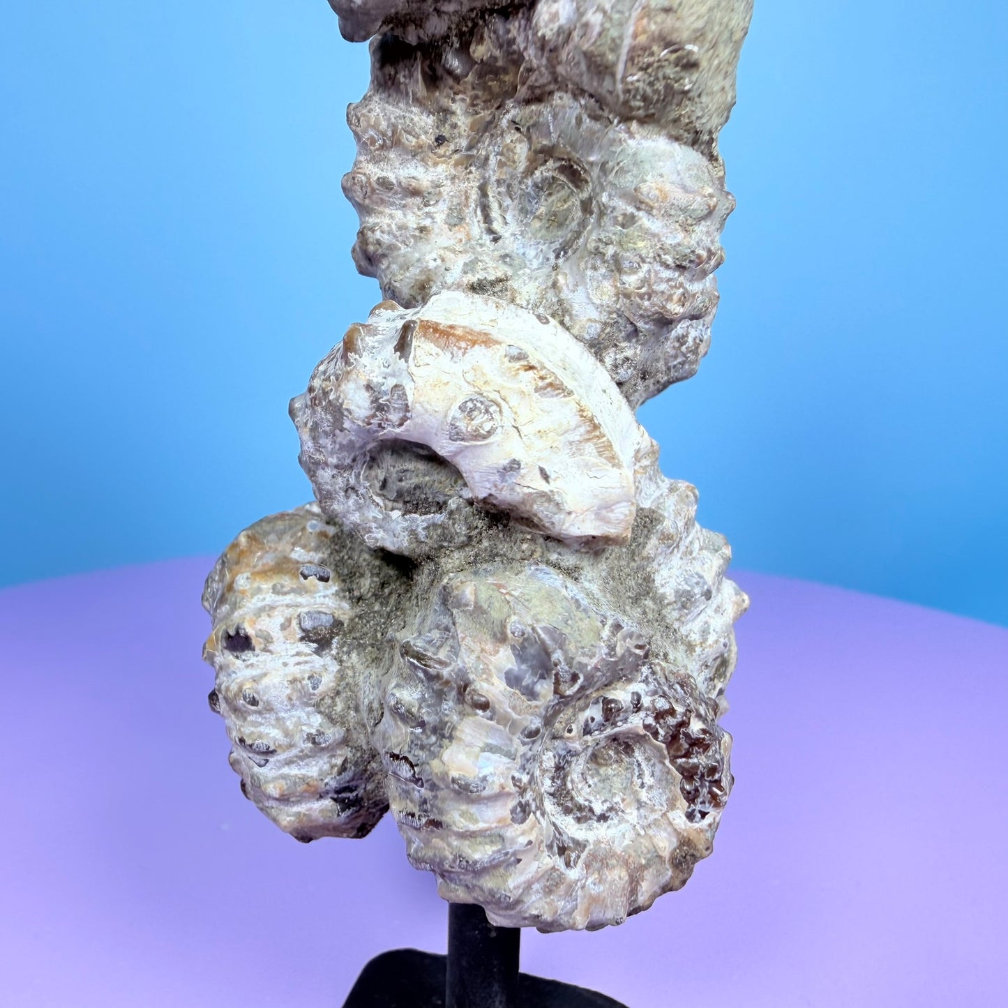 Ammonite Fossil Cluster Sculpture on Stand