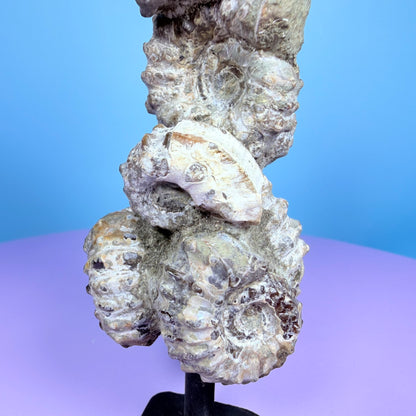 Ammonite Fossil Cluster Sculpture on Stand