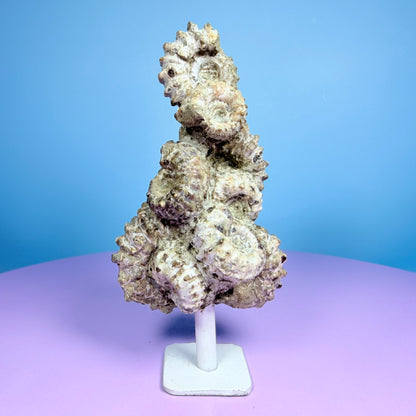 Ammonite Fossil Cluster Sculpture on Stand