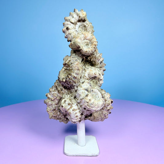 Ammonite Fossil Cluster Sculpture on Stand
