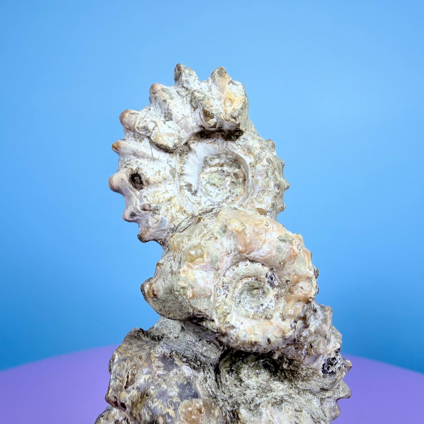 Ammonite Fossil Cluster Sculpture on Stand