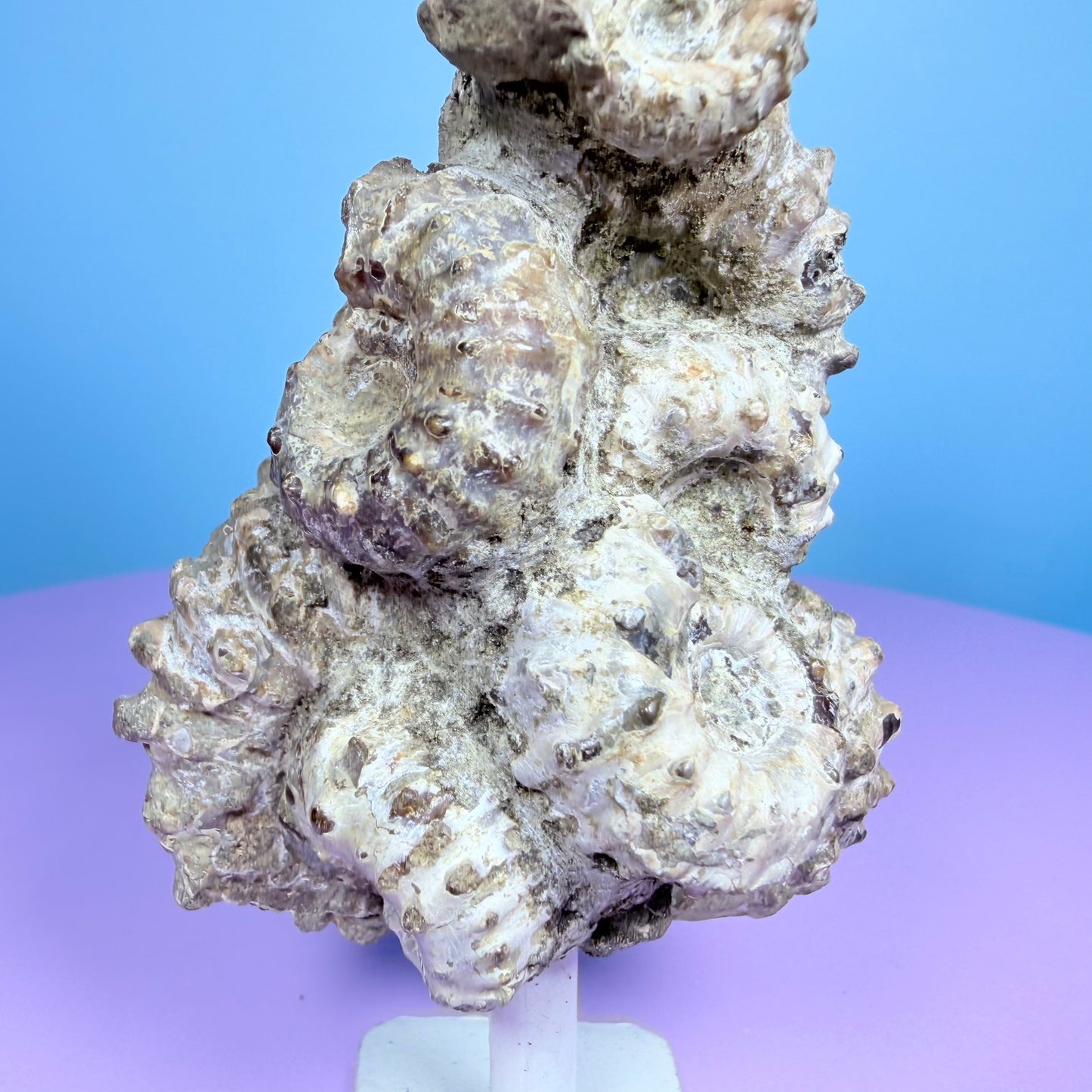 Ammonite Fossil Cluster Sculpture on Stand