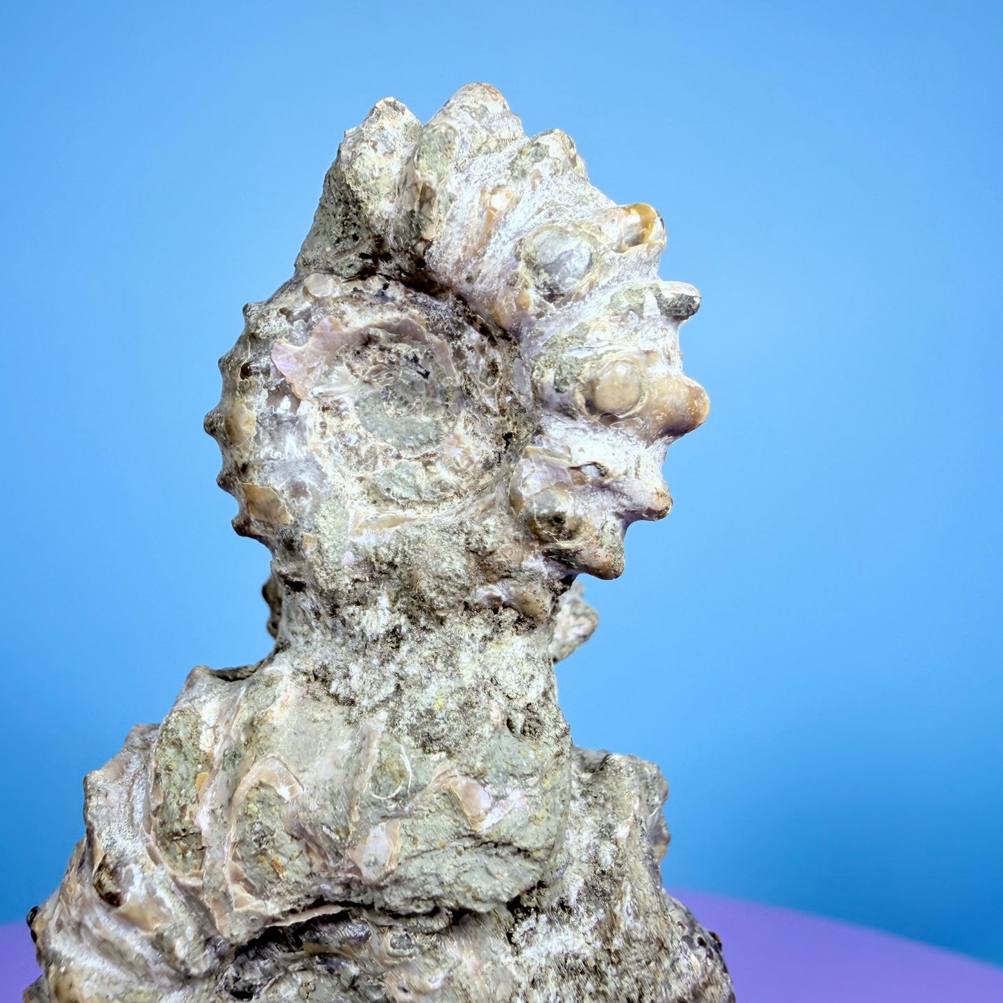 Ammonite Fossil Cluster Sculpture on Stand