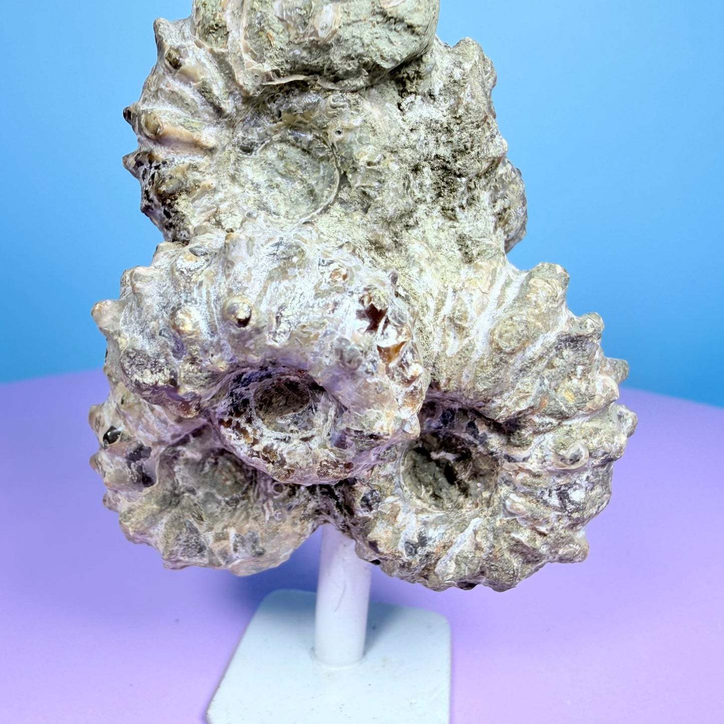 Ammonite Fossil Cluster Sculpture on Stand
