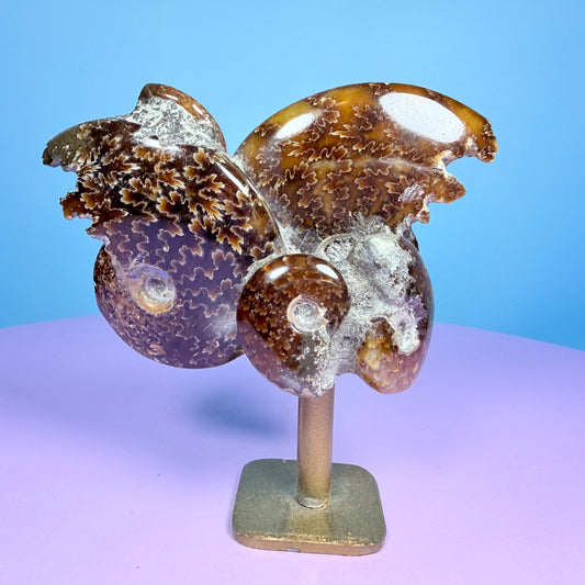 Polished Ammonite Fossil Cluster Sculpture on Stand