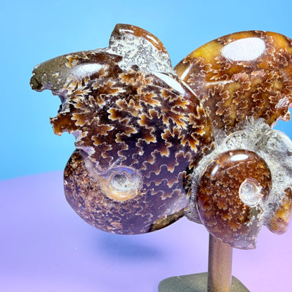 Polished Ammonite Fossil Cluster Sculpture on Stand