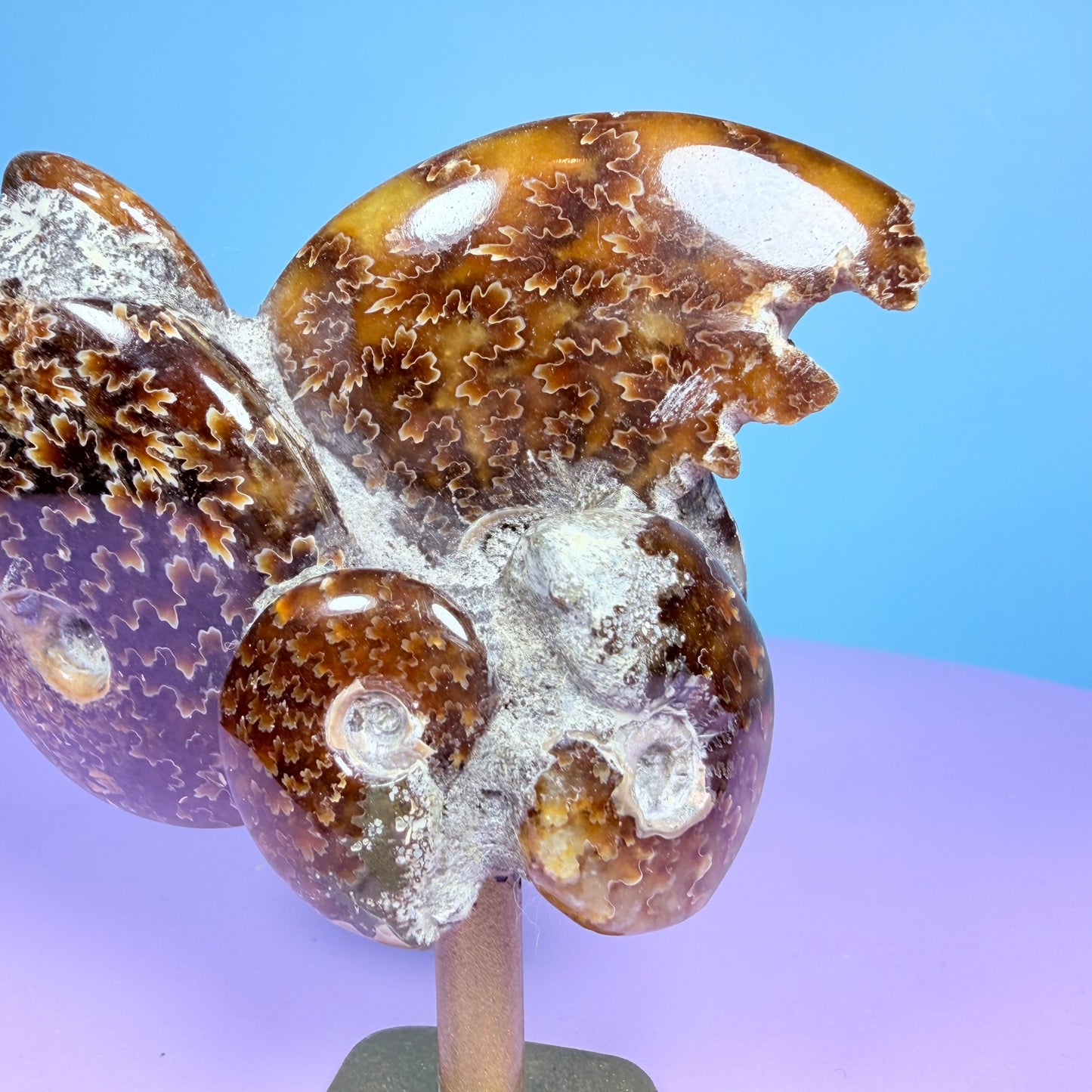 Polished Ammonite Fossil Cluster Sculpture on Stand