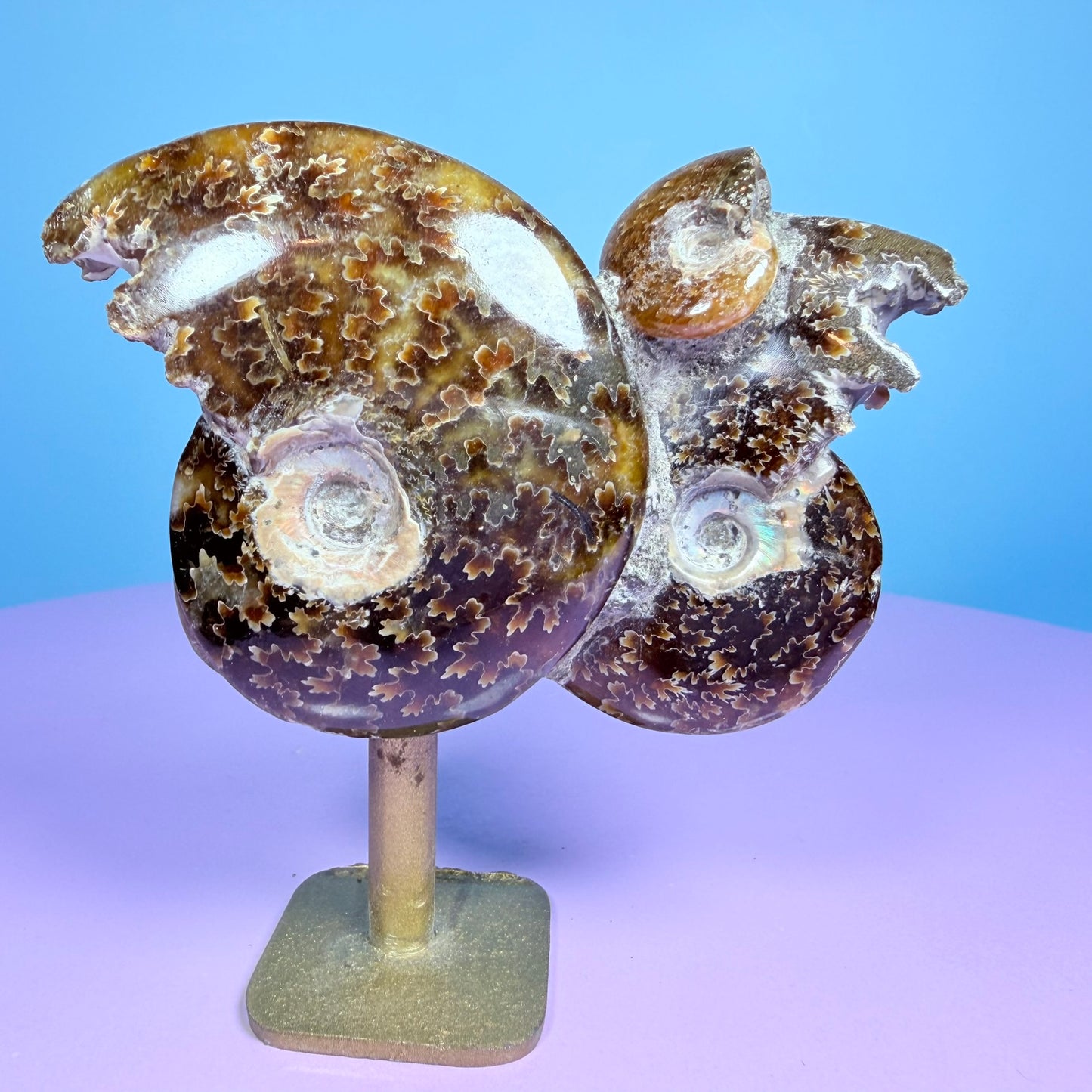 Polished Ammonite Fossil Cluster Sculpture on Stand