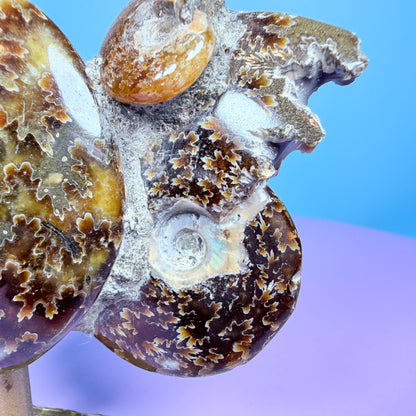 Polished Ammonite Fossil Cluster Sculpture on Stand