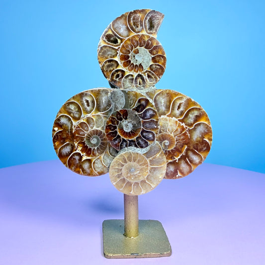 Polished Ammonite Fossil Cluster Sculpture on Stand