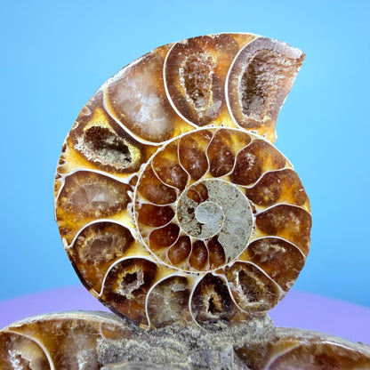 Polished Ammonite Fossil Cluster Sculpture on Stand