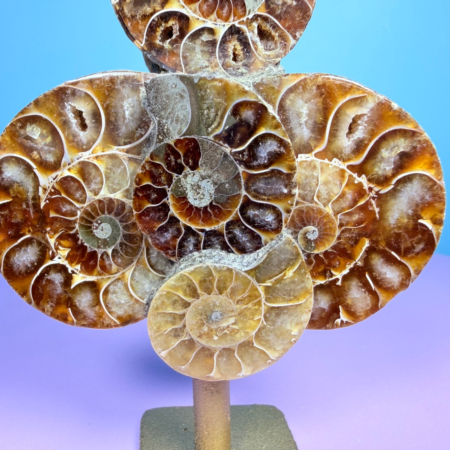 Polished Ammonite Fossil Cluster Sculpture on Stand