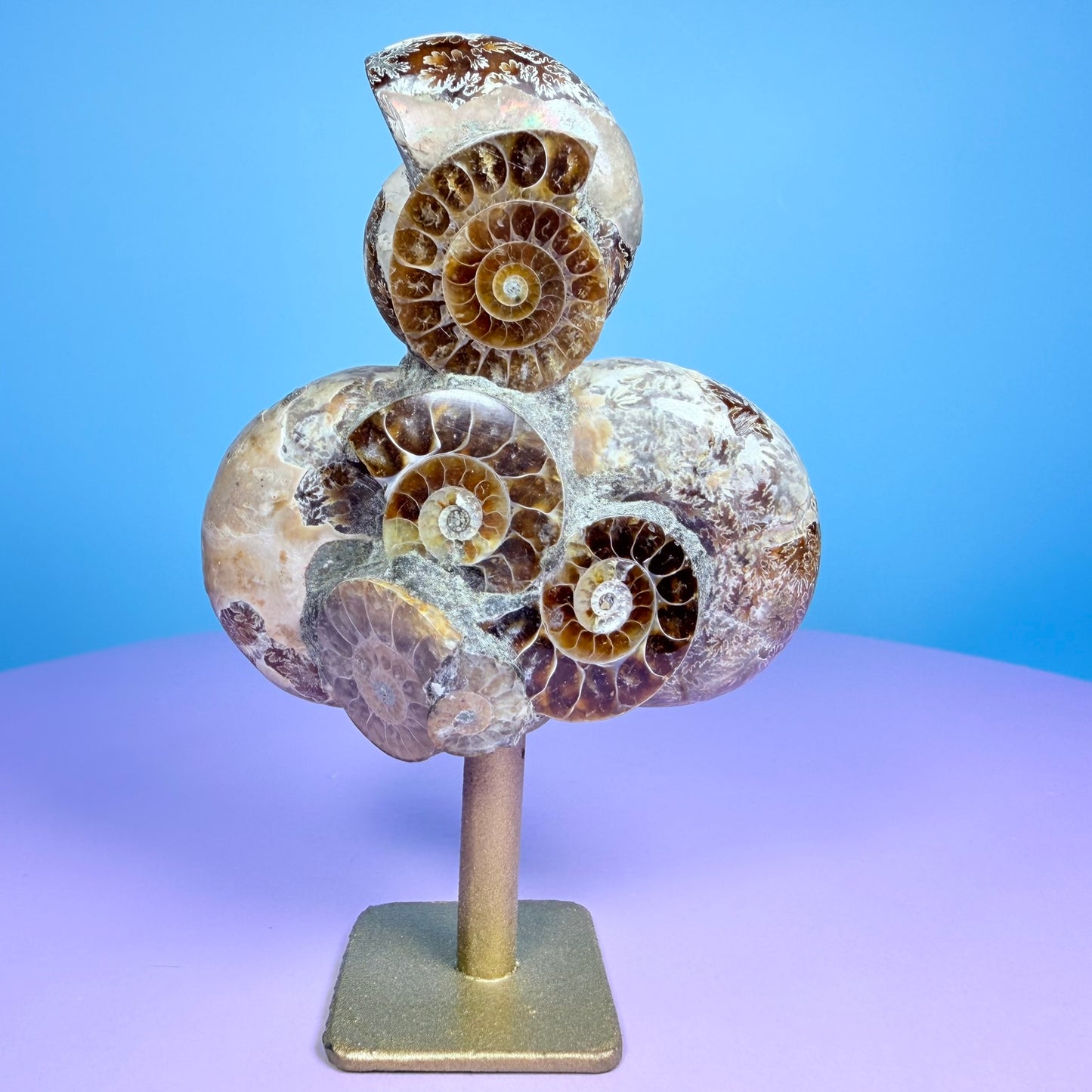 Polished Ammonite Fossil Cluster Sculpture on Stand