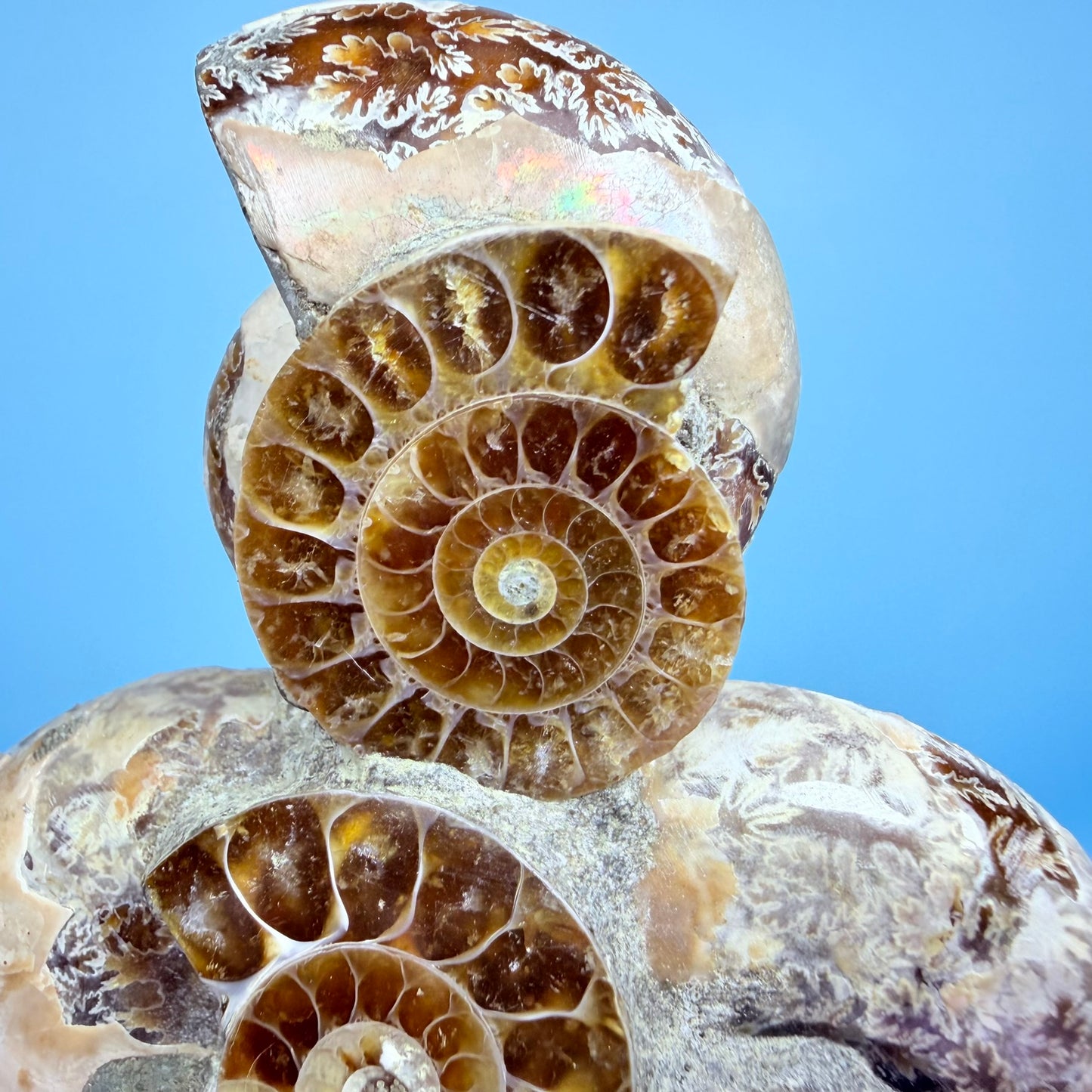 Polished Ammonite Fossil Cluster Sculpture on Stand