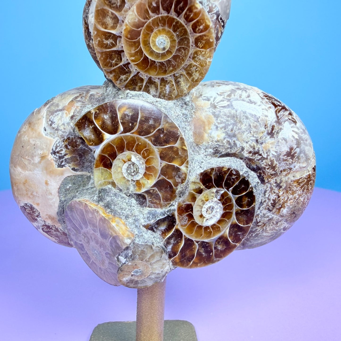 Polished Ammonite Fossil Cluster Sculpture on Stand