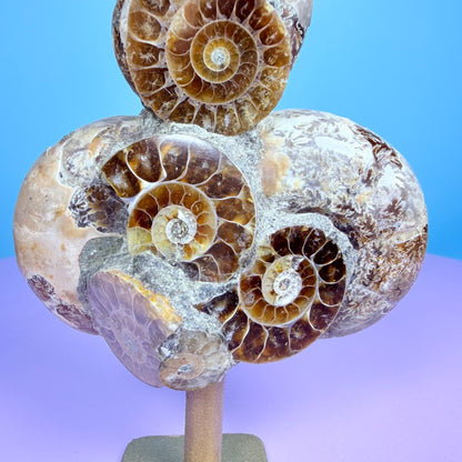 Polished Ammonite Fossil Cluster Sculpture on Stand