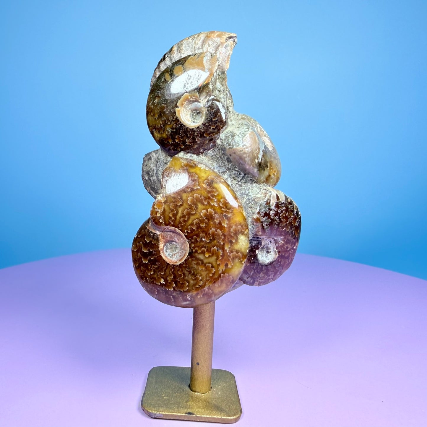 Polished Ammonite Fossil Cluster Sculpture on Stand