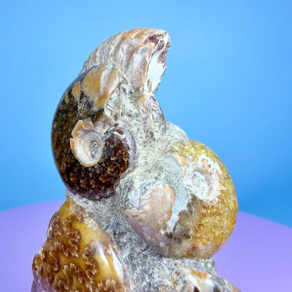 Polished Ammonite Fossil Cluster Sculpture on Stand