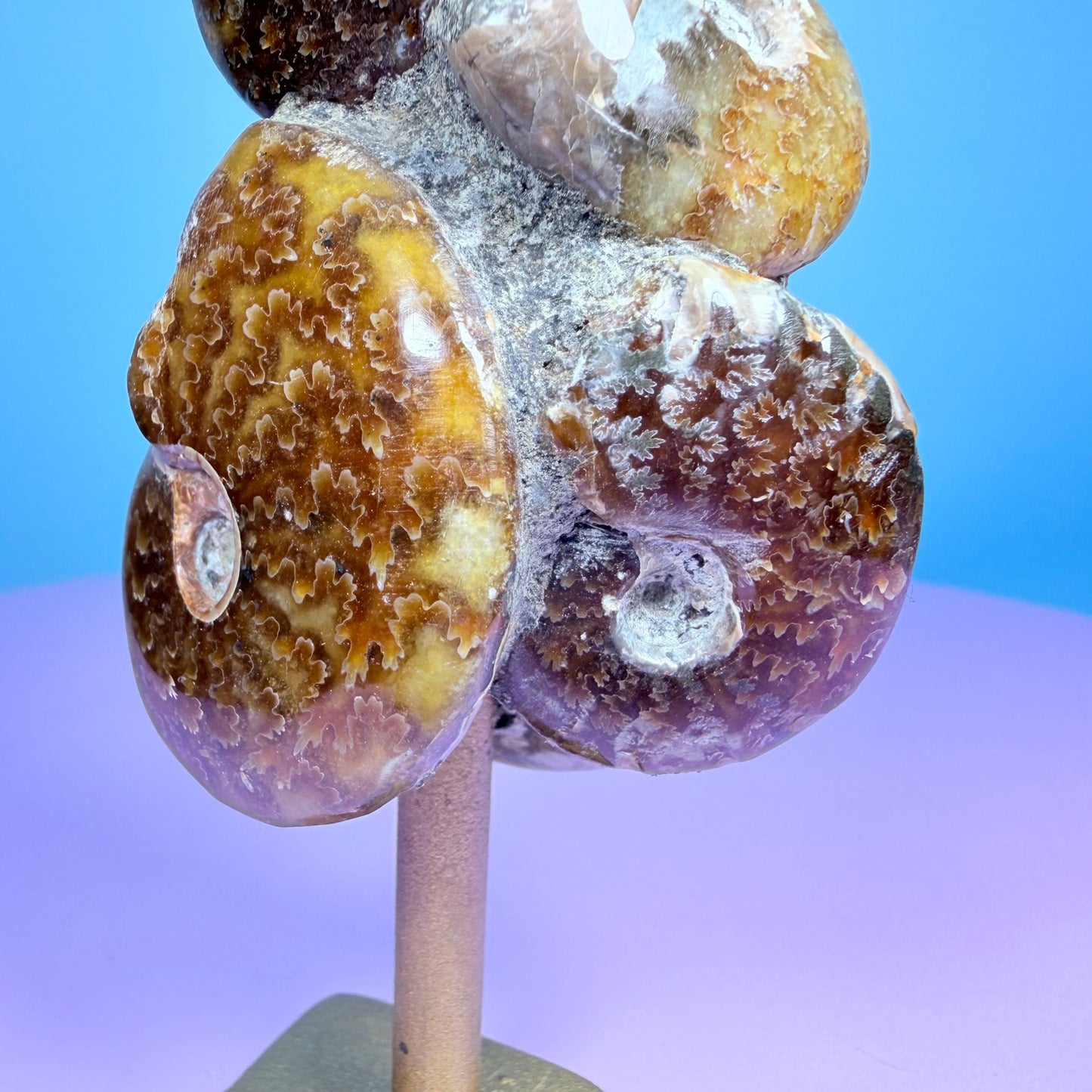 Polished Ammonite Fossil Cluster Sculpture on Stand