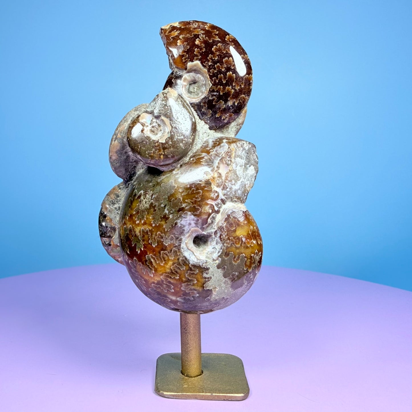 Polished Ammonite Fossil Cluster Sculpture on Stand