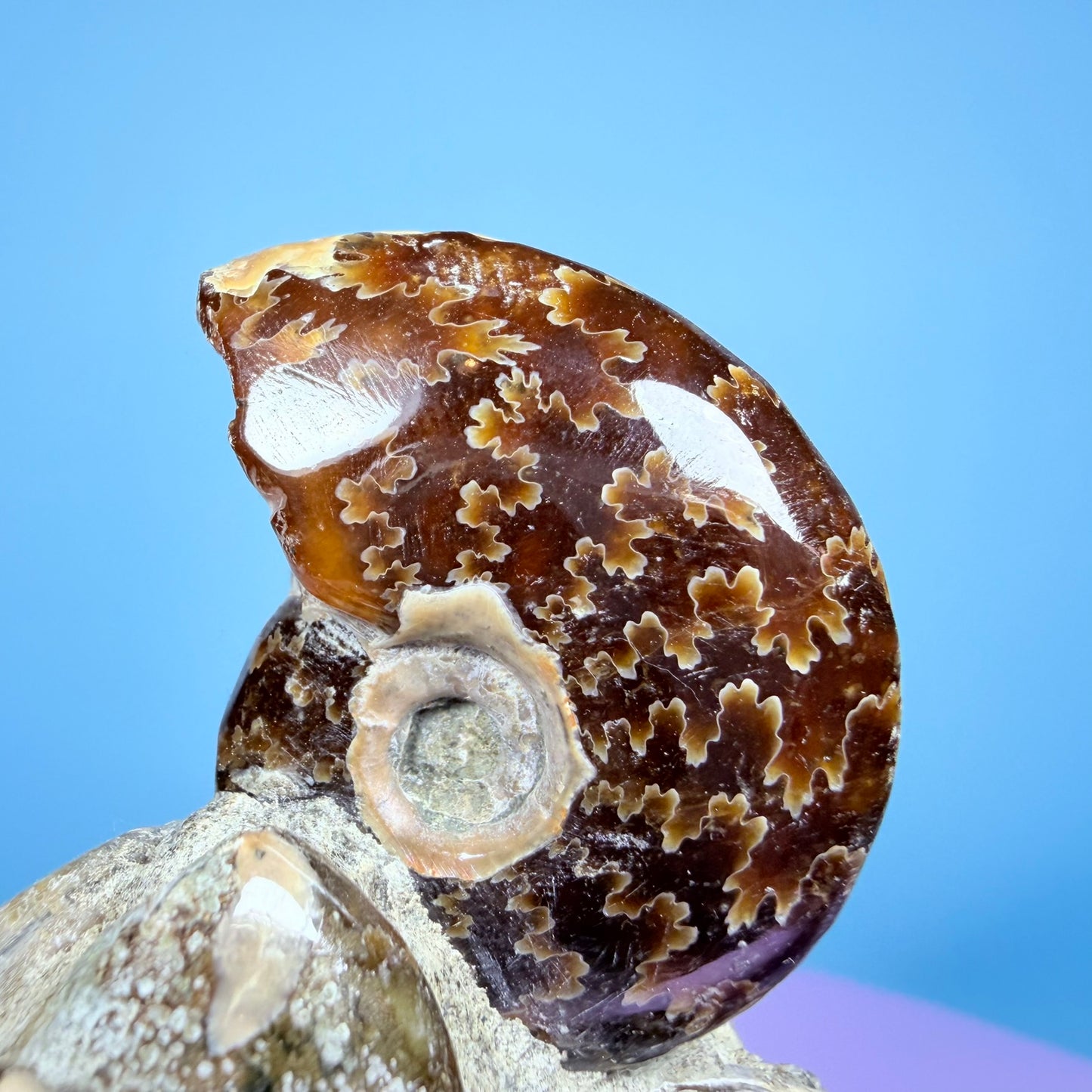 Polished Ammonite Fossil Cluster Sculpture on Stand