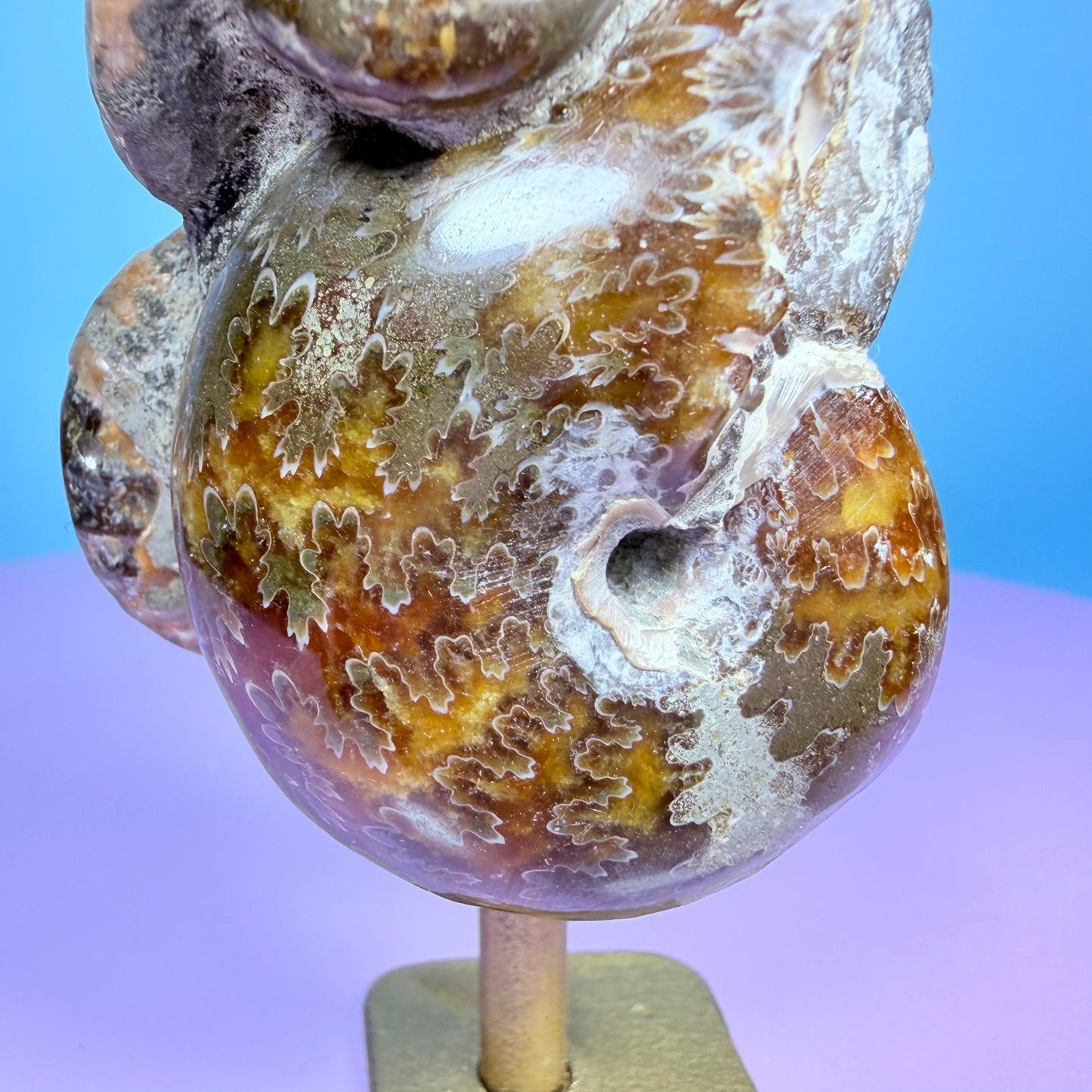 Polished Ammonite Fossil Cluster Sculpture on Stand