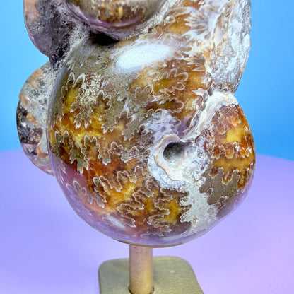Polished Ammonite Fossil Cluster Sculpture on Stand