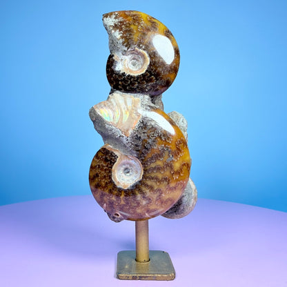 Polished Ammonite Fossil Cluster Sculpture on Stand