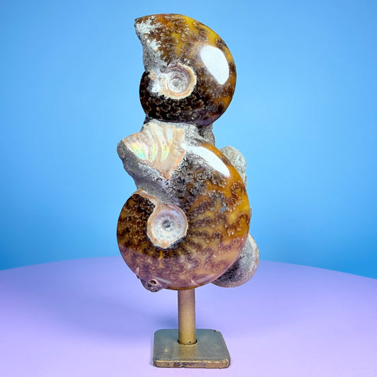 Polished Ammonite Fossil Cluster Sculpture on Stand