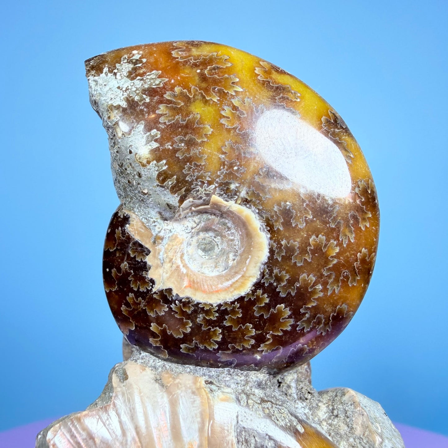 Polished Ammonite Fossil Cluster Sculpture on Stand