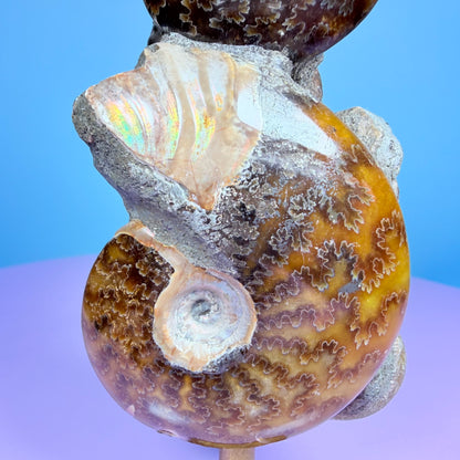 Polished Ammonite Fossil Cluster Sculpture on Stand