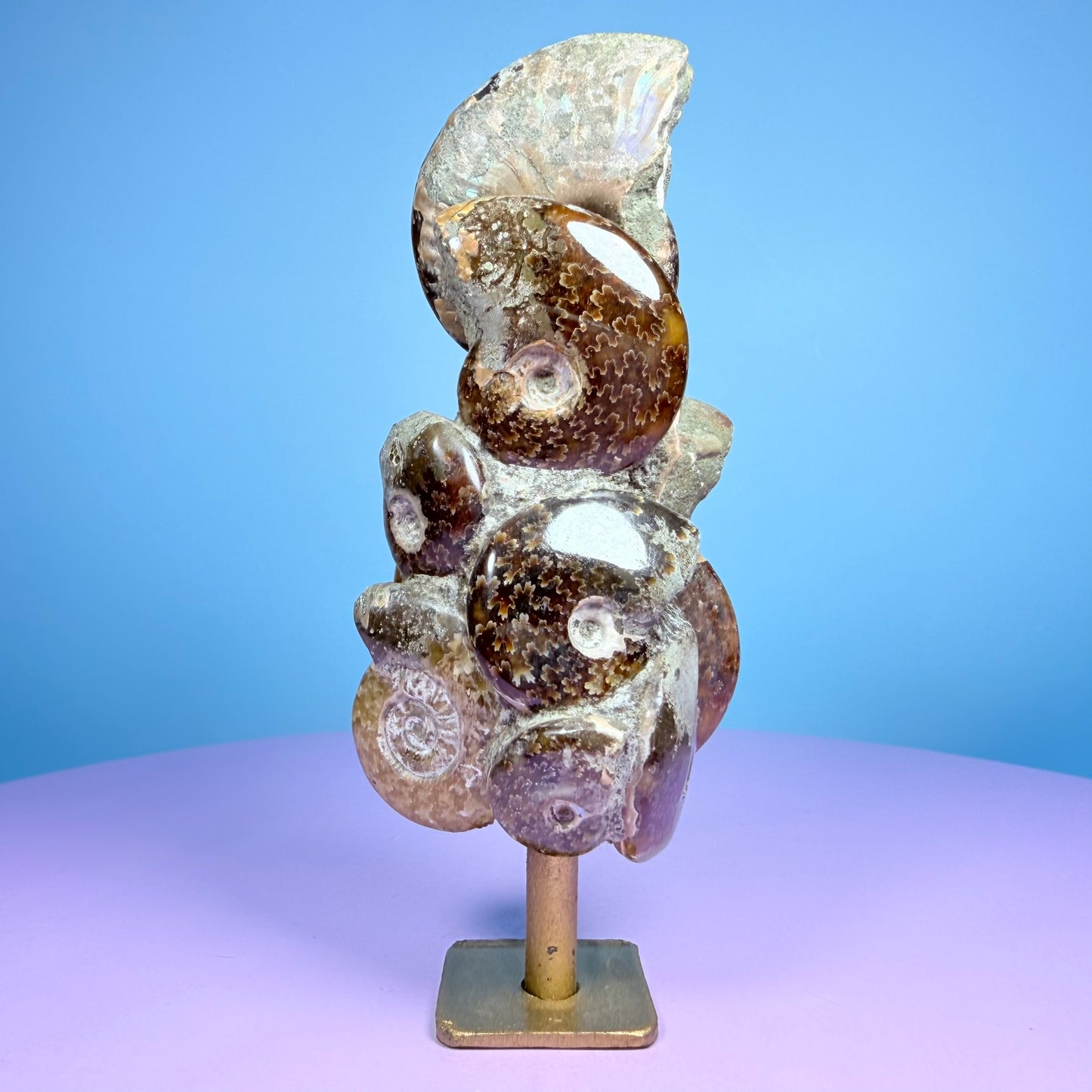Polished Ammonite Fossil Cluster Sculpture on Stand