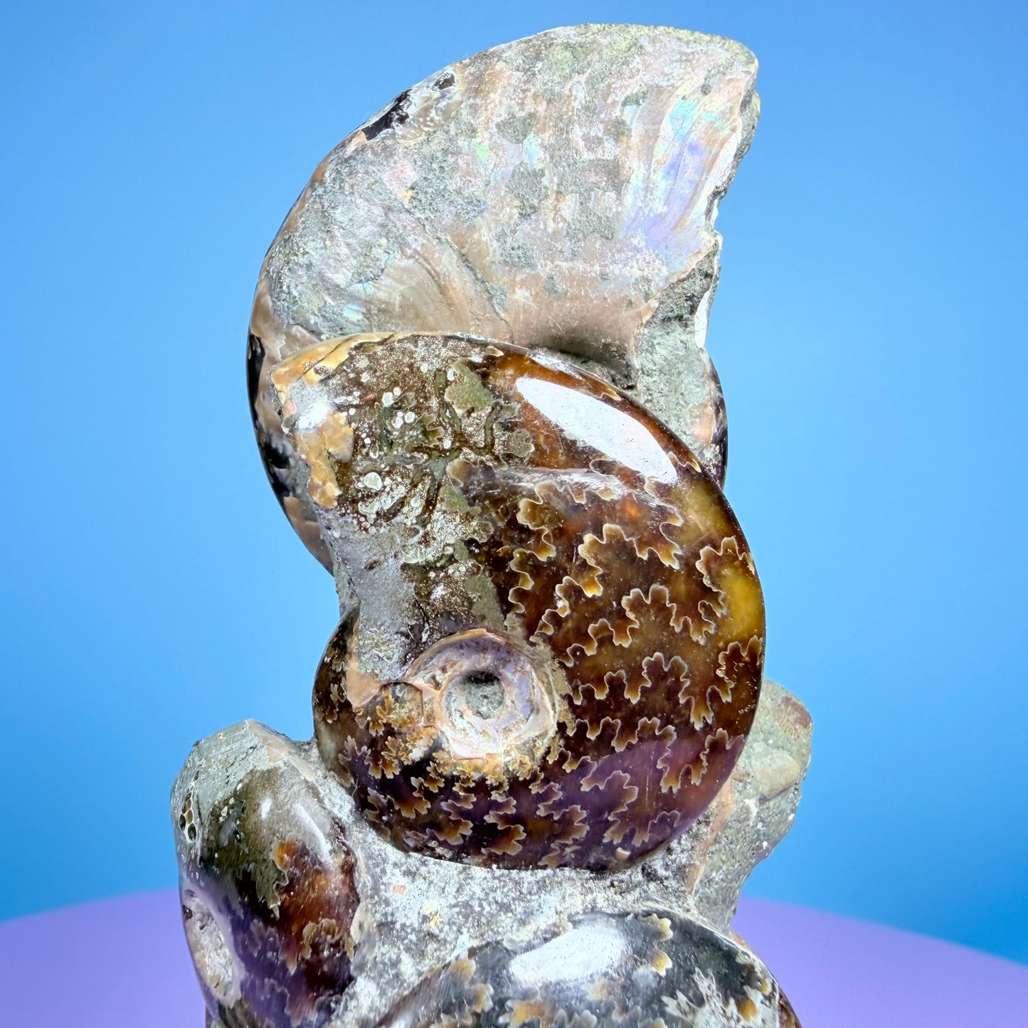 Polished Ammonite Fossil Cluster Sculpture on Stand