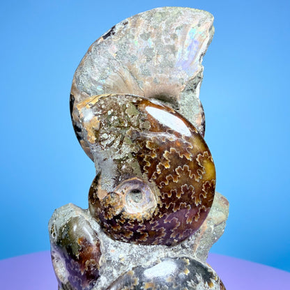Polished Ammonite Fossil Cluster Sculpture on Stand
