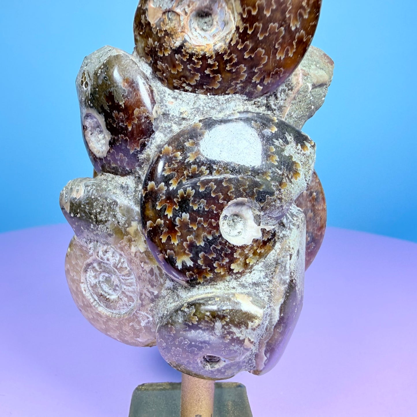 Polished Ammonite Fossil Cluster Sculpture on Stand
