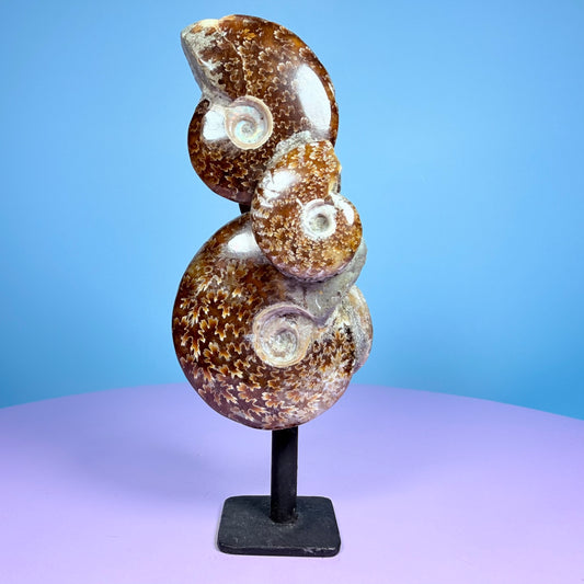 Polished Ammonite Fossil Cluster Sculpture on Stand