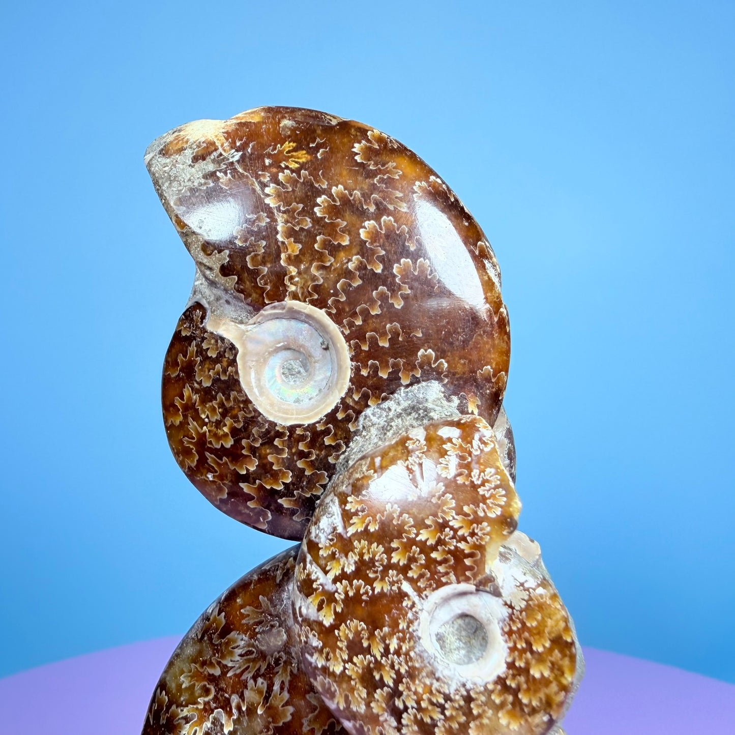 Polished Ammonite Fossil Cluster Sculpture on Stand