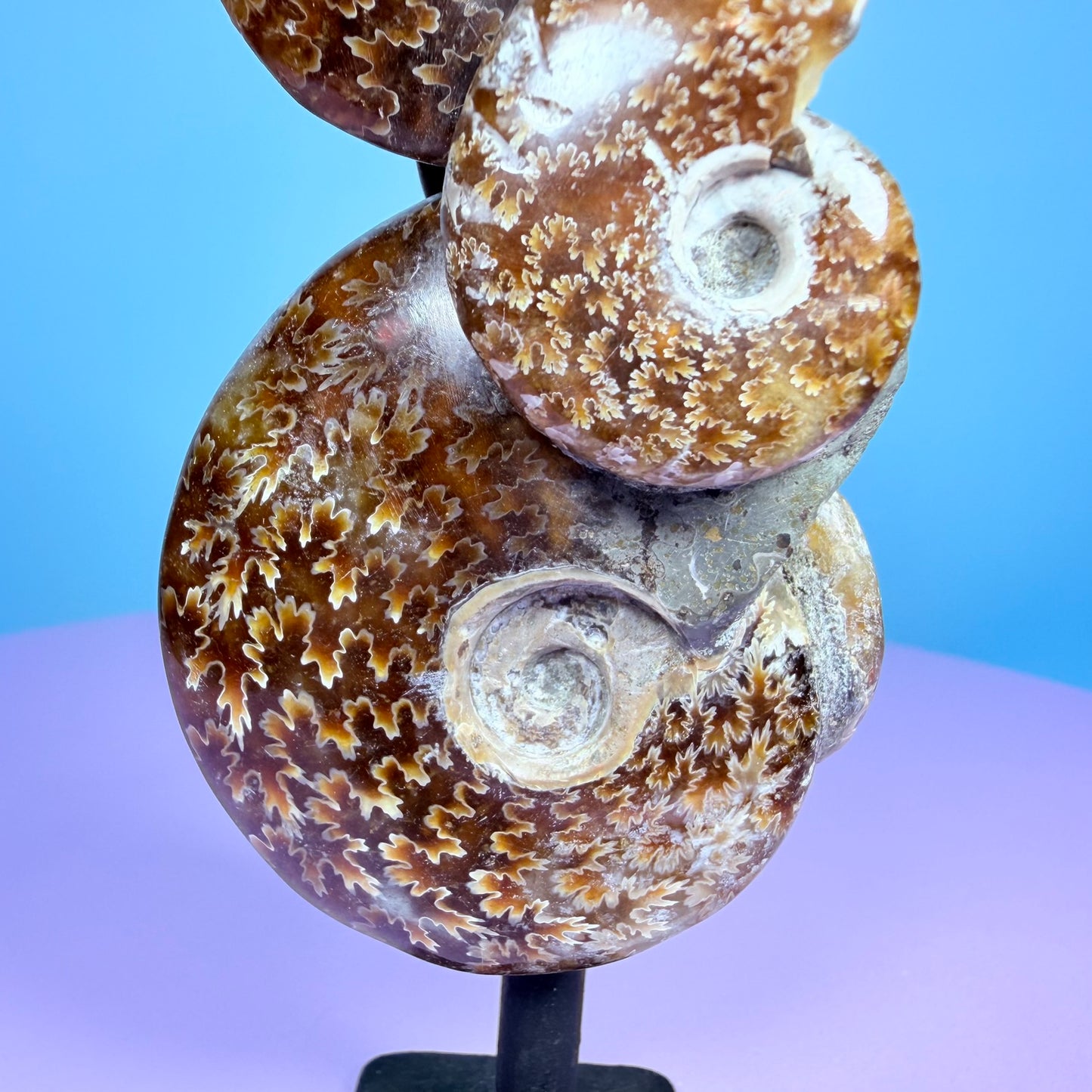 Polished Ammonite Fossil Cluster Sculpture on Stand