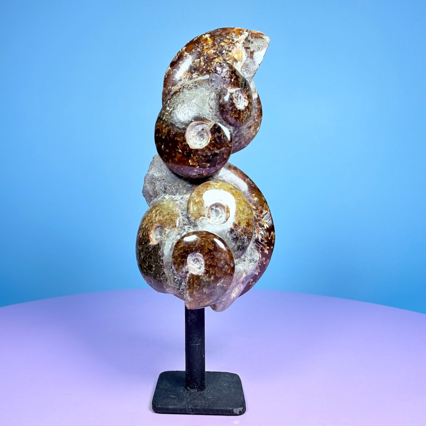 Polished Ammonite Fossil Cluster Sculpture on Stand